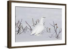 White-Tailed Ptarmigan Male in Snow-null-Framed Photographic Print