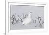 White-Tailed Ptarmigan Male in Snow-null-Framed Photographic Print