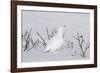 White-Tailed Ptarmigan Male in Snow-null-Framed Photographic Print