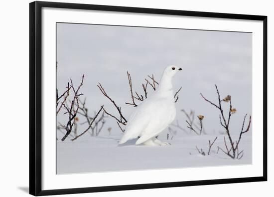 White-Tailed Ptarmigan Male in Snow-null-Framed Photographic Print