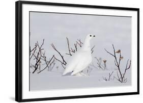 White-Tailed Ptarmigan Male in Snow-null-Framed Photographic Print