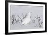 White-Tailed Ptarmigan Male in Snow-null-Framed Photographic Print