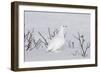 White-Tailed Ptarmigan Male in Snow-null-Framed Photographic Print