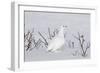 White-Tailed Ptarmigan Male in Snow-null-Framed Photographic Print