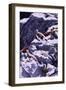 White-Tailed Ptarmigan-Jeff Tift-Framed Giclee Print