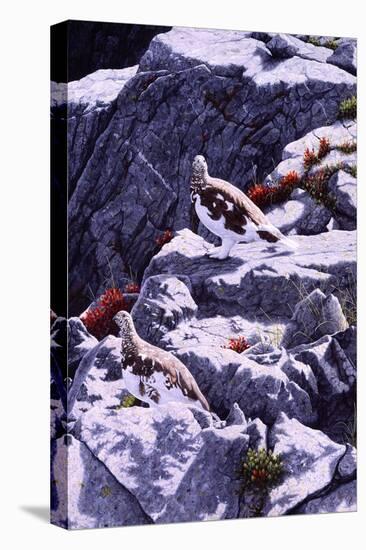 White-Tailed Ptarmigan-Jeff Tift-Stretched Canvas