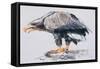 White Tailed Sea Eagle, 2001-Mark Adlington-Framed Stretched Canvas