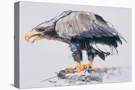 White Tailed Sea Eagle, 2001-Mark Adlington-Stretched Canvas