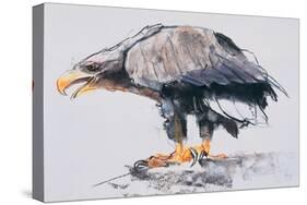 White Tailed Sea Eagle, 2001-Mark Adlington-Stretched Canvas