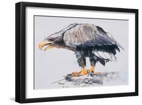 White Tailed Sea Eagle, 2001-Mark Adlington-Framed Giclee Print