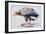 White Tailed Sea Eagle, 2001-Mark Adlington-Framed Giclee Print