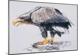 White Tailed Sea Eagle, 2001-Mark Adlington-Mounted Giclee Print