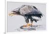 White Tailed Sea Eagle, 2001-Mark Adlington-Framed Giclee Print