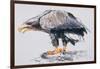 White Tailed Sea Eagle, 2001-Mark Adlington-Framed Giclee Print