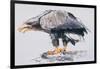 White Tailed Sea Eagle, 2001-Mark Adlington-Framed Giclee Print