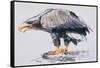 White Tailed Sea Eagle, 2001-Mark Adlington-Framed Stretched Canvas