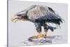 White Tailed Sea Eagle, 2001-Mark Adlington-Stretched Canvas