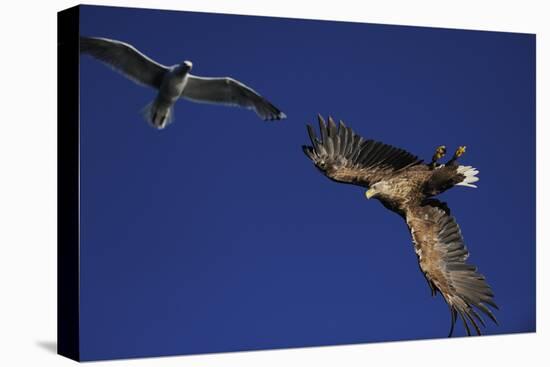 White Tailed Sea Eagle (Haliaeetus Albicilla) and Greater Black Backed Gull (Larus Marinus) Norway-Widstrand-Stretched Canvas