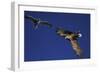 White Tailed Sea Eagle (Haliaeetus Albicilla) and Greater Black Backed Gull (Larus Marinus) Norway-Widstrand-Framed Photographic Print