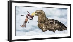 White Tailed Sea Eagle (Haliaeetus Albicilla) Feeding on Fish on Pack Ice-Wim van den Heever-Framed Photographic Print