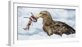 White Tailed Sea Eagle (Haliaeetus Albicilla) Feeding on Fish on Pack Ice-Wim van den Heever-Framed Photographic Print