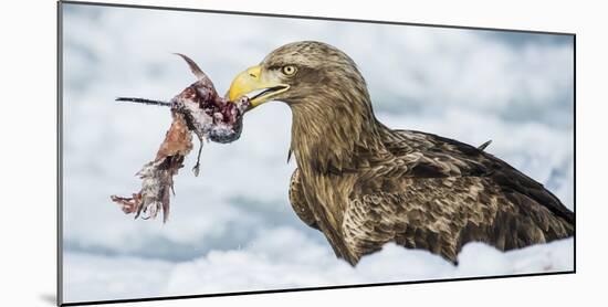 White Tailed Sea Eagle (Haliaeetus Albicilla) Feeding on Fish on Pack Ice-Wim van den Heever-Mounted Photographic Print