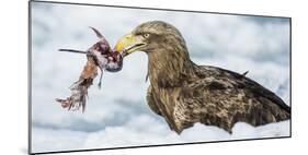 White Tailed Sea Eagle (Haliaeetus Albicilla) Feeding on Fish on Pack Ice-Wim van den Heever-Mounted Photographic Print