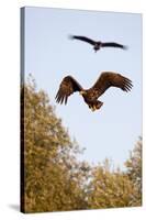 White Tailed Sea Eagle (Haliaeetus Albicilla) in Flight, Black Stork (Ciconia Nigra) Above, Germany-Damschen-Stretched Canvas