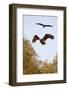 White Tailed Sea Eagle (Haliaeetus Albicilla) in Flight, Black Stork (Ciconia Nigra) Above, Germany-Damschen-Framed Photographic Print