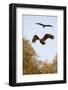 White Tailed Sea Eagle (Haliaeetus Albicilla) in Flight, Black Stork (Ciconia Nigra) Above, Germany-Damschen-Framed Photographic Print