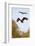 White Tailed Sea Eagle (Haliaeetus Albicilla) in Flight, Black Stork (Ciconia Nigra) Above, Germany-Damschen-Framed Photographic Print