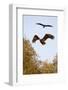 White Tailed Sea Eagle (Haliaeetus Albicilla) in Flight, Black Stork (Ciconia Nigra) Above, Germany-Damschen-Framed Photographic Print