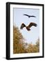 White Tailed Sea Eagle (Haliaeetus Albicilla) in Flight, Black Stork (Ciconia Nigra) Above, Germany-Damschen-Framed Photographic Print