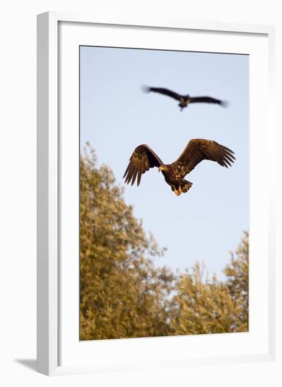 White Tailed Sea Eagle (Haliaeetus Albicilla) in Flight, Black Stork (Ciconia Nigra) Above, Germany-Damschen-Framed Photographic Print