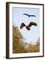 White Tailed Sea Eagle (Haliaeetus Albicilla) in Flight, Black Stork (Ciconia Nigra) Above, Germany-Damschen-Framed Photographic Print