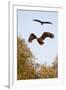 White Tailed Sea Eagle (Haliaeetus Albicilla) in Flight, Black Stork (Ciconia Nigra) Above, Germany-Damschen-Framed Photographic Print