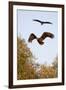 White Tailed Sea Eagle (Haliaeetus Albicilla) in Flight, Black Stork (Ciconia Nigra) Above, Germany-Damschen-Framed Photographic Print