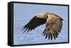 White-Tailed Sea Eagle (Haliaeetus Albicilla) In Flight. Flatanger, Norway, May-Andy Trowbridge-Framed Stretched Canvas