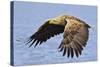 White-Tailed Sea Eagle (Haliaeetus Albicilla) In Flight. Flatanger, Norway, May-Andy Trowbridge-Stretched Canvas