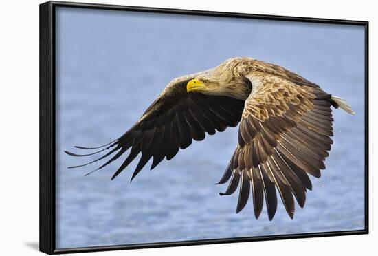 White-Tailed Sea Eagle (Haliaeetus Albicilla) In Flight. Flatanger, Norway, May-Andy Trowbridge-Framed Photographic Print