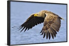 White-Tailed Sea Eagle (Haliaeetus Albicilla) In Flight. Flatanger, Norway, May-Andy Trowbridge-Framed Photographic Print