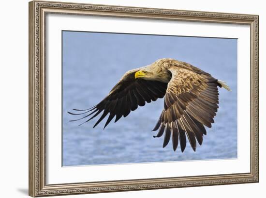 White-Tailed Sea Eagle (Haliaeetus Albicilla) In Flight. Flatanger, Norway, May-Andy Trowbridge-Framed Photographic Print