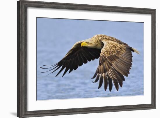 White-Tailed Sea Eagle (Haliaeetus Albicilla) In Flight. Flatanger, Norway, May-Andy Trowbridge-Framed Photographic Print