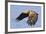 White-Tailed Sea Eagle (Haliaeetus Albicilla) In Flight. Flatanger, Norway, May-Andy Trowbridge-Framed Photographic Print