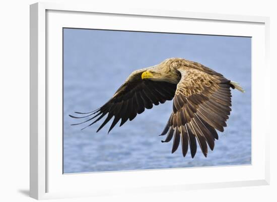 White-Tailed Sea Eagle (Haliaeetus Albicilla) In Flight. Flatanger, Norway, May-Andy Trowbridge-Framed Photographic Print