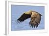 White-Tailed Sea Eagle (Haliaeetus Albicilla) In Flight. Flatanger, Norway, May-Andy Trowbridge-Framed Photographic Print