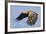 White-Tailed Sea Eagle (Haliaeetus Albicilla) In Flight. Flatanger, Norway, May-Andy Trowbridge-Framed Photographic Print