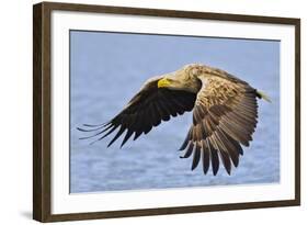 White-Tailed Sea Eagle (Haliaeetus Albicilla) In Flight. Flatanger, Norway, May-Andy Trowbridge-Framed Photographic Print