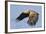 White-Tailed Sea Eagle (Haliaeetus Albicilla) In Flight. Flatanger, Norway, May-Andy Trowbridge-Framed Photographic Print