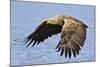 White-Tailed Sea Eagle (Haliaeetus Albicilla) In Flight. Flatanger, Norway, May-Andy Trowbridge-Mounted Photographic Print